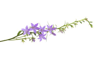 Meadow çanı beyaz arkaplanda izole edildi 