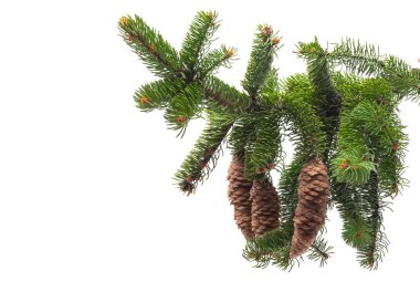 Beyaz arka planda izole edilmiş Noel konisi