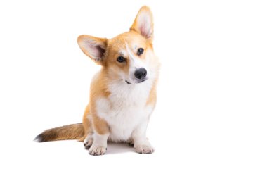 Beyaz arkaplanda izole edilmiş Welsh corgi pembroke portresi 