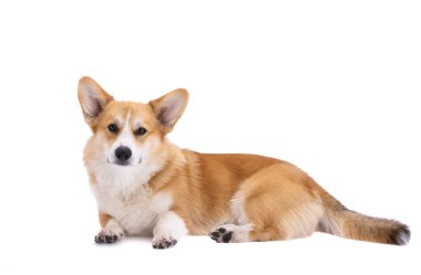 Beyaz arkaplanda izole edilmiş Welsh corgi pembroke portresi 