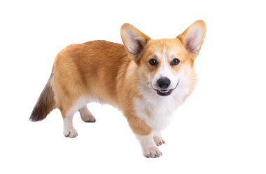 Beyaz arkaplanda izole edilmiş Welsh corgi pembroke portresi 