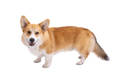 Beyaz arkaplanda izole edilmiş Welsh corgi pembroke portresi 