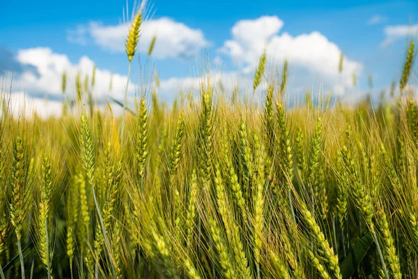 Tarweveld Een Zonnige Dag — Stockfoto