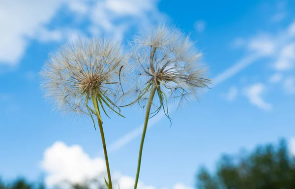 Paardebloem Een Achtergrond Van Blauwe Lucht — Stockfoto