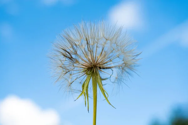 Paardebloem Een Achtergrond Van Blauwe Lucht — Stockfoto