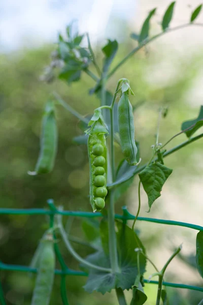 Ervilhas Verdes Que Crescem Fazenda — Fotografia de Stock