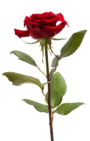 Rosa Roja Aislada Sobre Fondo Blanco — Foto de Stock
