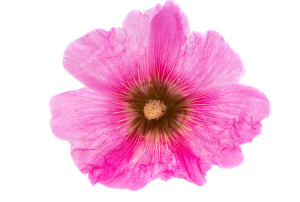 Pink Mallow Flower Isolated White Background — Stock Photo, Image