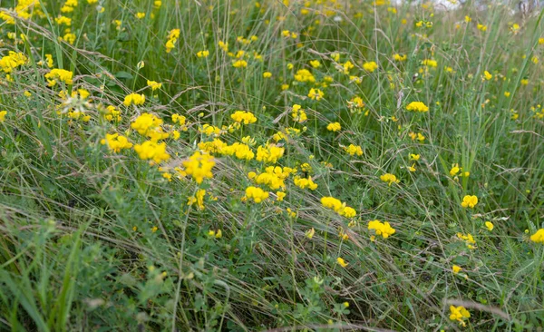 Fleurs Prairie Poussant Été Dans Prairie — Photo