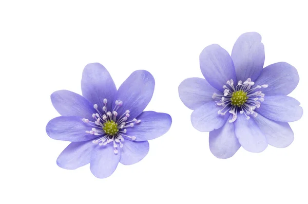 Hepatica Nobilis Beyaz Arka Planda Izole Edilmiş Ilk Bahar Çiçeği — Stok fotoğraf