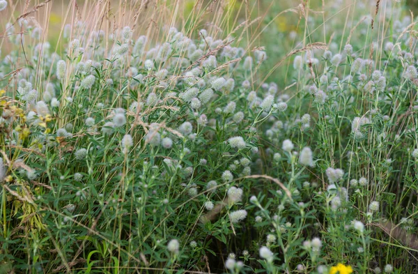Fleurs Prairie Poussant Été Dans Prairie — Photo