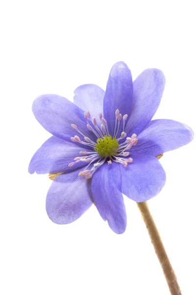 Hepatica Nobilis Πρώτο Ανοιξιάτικο Λουλούδι Που Απομονώθηκε Λευκό Φόντο — Φωτογραφία Αρχείου