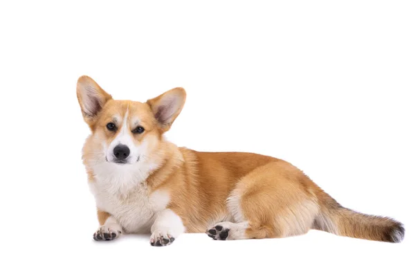 Retrato Pembroke Corgi Galés Aislado Sobre Fondo Blanco — Foto de Stock