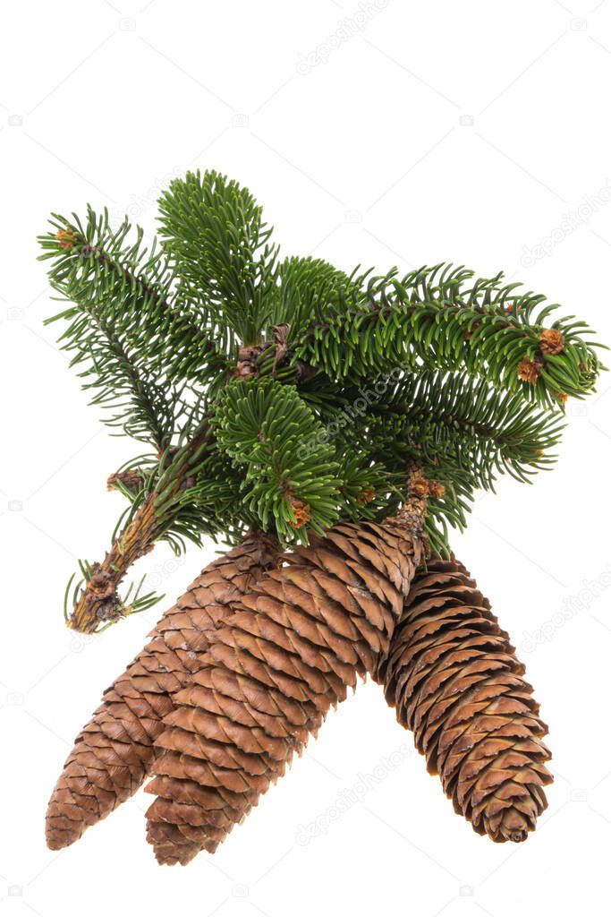 christmas fir cone isolated on white background