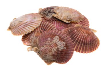 beyaz arkaplanda izole edilmiş deniz kabukları 