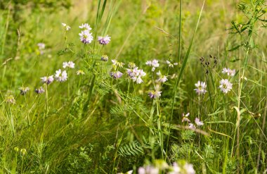 Yazın çayırlarda büyüyen çayır çiçekleri.