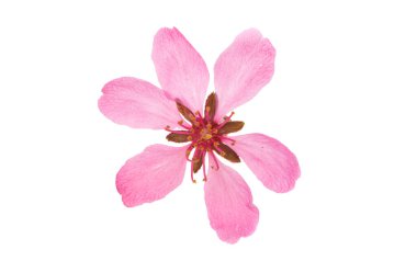 Beyaz arkaplanda yalıtılmış badem çiçekleri 