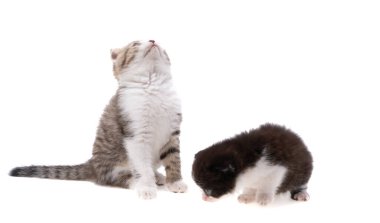 Beyaz arkaplanda izole kedi yavrusu 