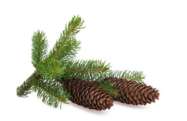 Beyaz arkaplanda izole edilmiş köknar konileri 