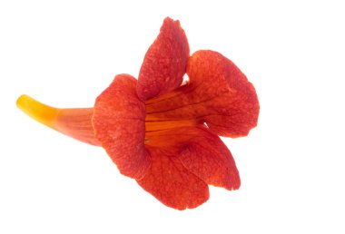 Kamp çiçeği beyaz arkaplanda izole 