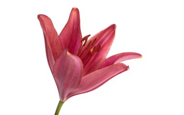 Beyaz arkaplanda izole edilmiş kırmızı zambak çiçeği 