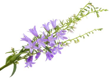 Meadow çanı beyaz arkaplanda izole edildi 