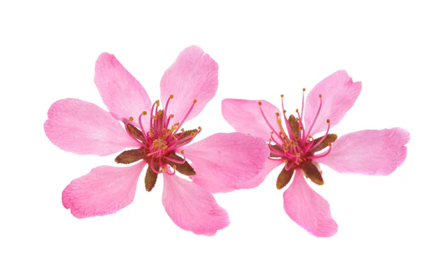 Flores Almendras Aisladas Sobre Fondo Blanco —  Fotos de Stock