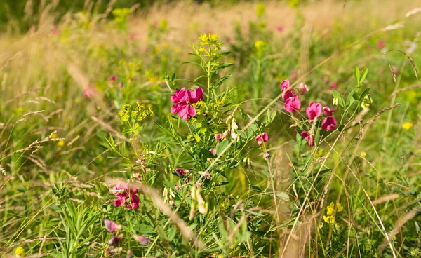 Fleurs Prairie Poussant Dans Prairie Été — Photo