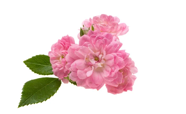 Kleine Rosa Rose Isoliert Auf Weißem Hintergrund — Stockfoto