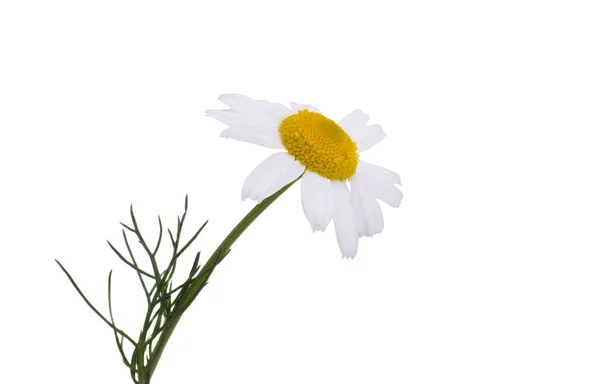 Camomilla Fiore Isolato Sfondo Bianco — Foto Stock