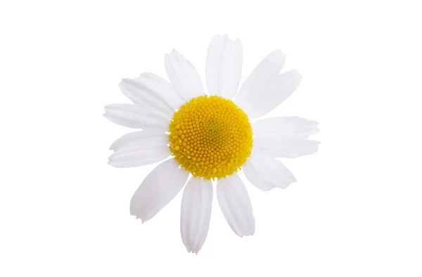 Chamomile Flower Isolated White Background — Stock Photo, Image