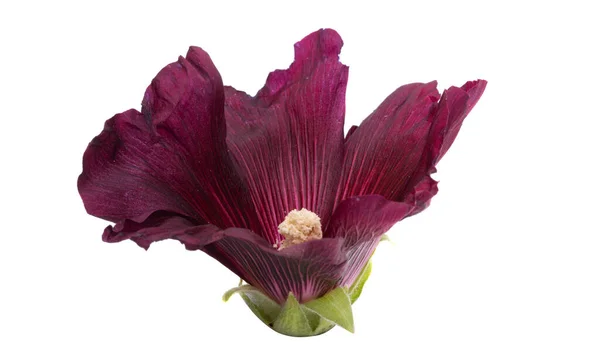 Hermosa Flor Malva Aislada Sobre Fondo Blanco —  Fotos de Stock