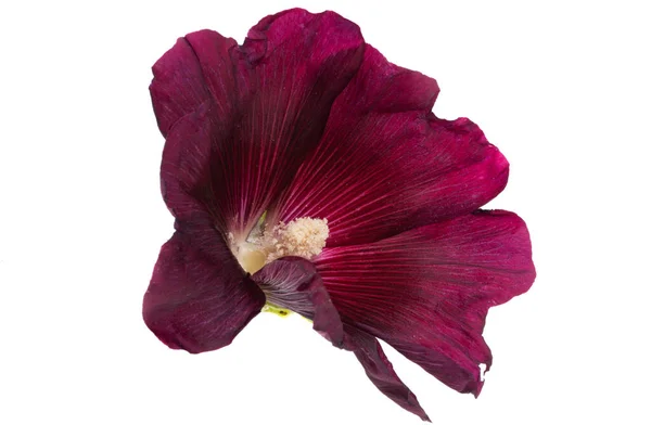 Vacker Malva Blomma Isolerad Vit Bakgrund — Stockfoto