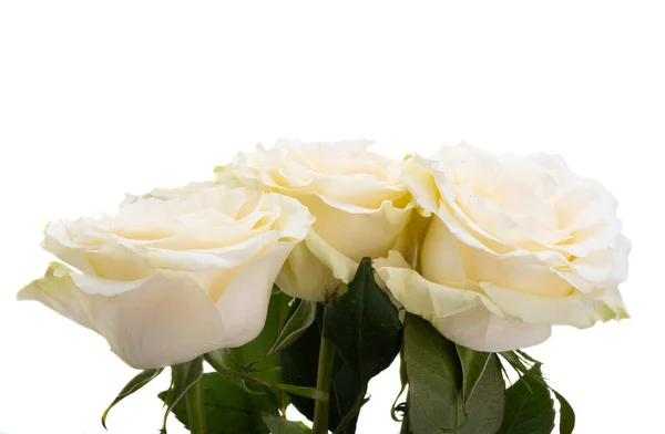 Rosa Bianca Isolata Sfondo Bianco — Foto Stock