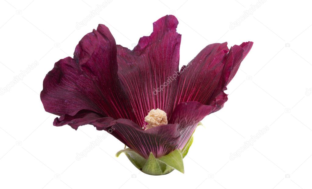 beautiful mallow flower isolated on white background 