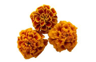 beyaz arkaplanda izole edilmiş kadife çiçekleri 