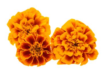 beyaz arkaplanda izole edilmiş kadife çiçekleri 