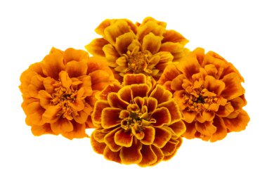 beyaz arkaplanda izole edilmiş kadife çiçekleri 