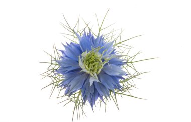 Nigella çiçeği beyaz arkaplanda izole edilmiş 