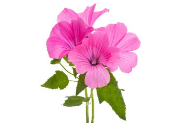 Pembe tuvalet beyaz arkaplanda izole edilmiş.