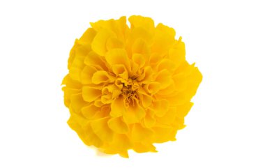 beyaz arkaplanda izole edilmiş kadife çiçekleri 