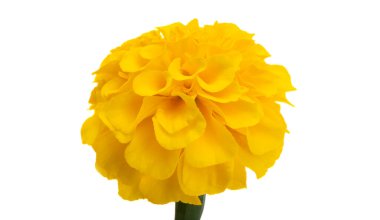 beyaz arkaplanda izole edilmiş kadife çiçekleri 