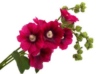 Beyaz arkaplanda kırmızı mallow çiçeği izole 