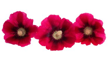 Beyaz arkaplanda kırmızı mallow çiçeği izole 