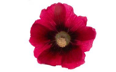 Beyaz arkaplanda kırmızı mallow çiçeği izole 