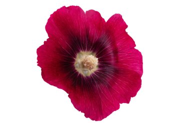 Beyaz arkaplanda kırmızı mallow çiçeği izole 