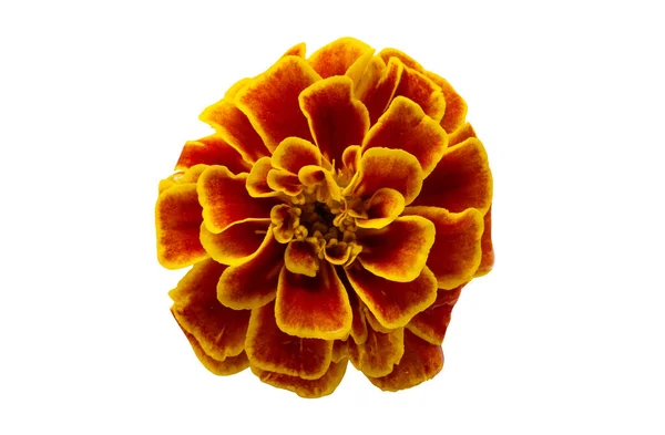 Ringblomma Blommor Isolerad Vit Bakgrund — Stockfoto