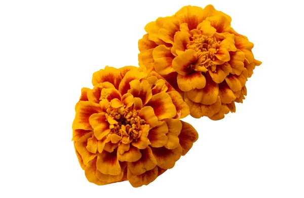 Marigold Virágok Elszigetelt Fehér Háttér — Stock Fotó