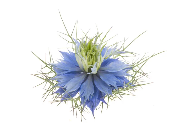 Квітка Нігелю Ізольована Білому Фоні — стокове фото