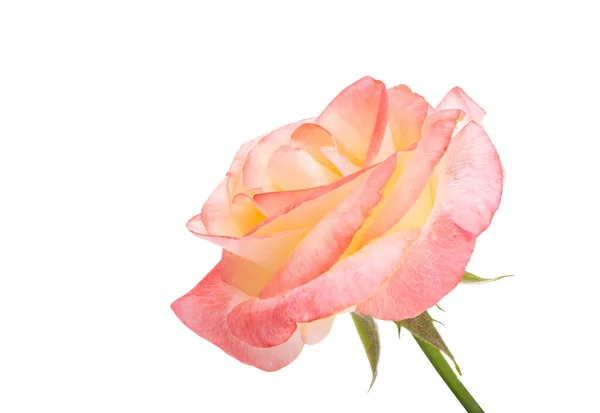 Rosa Gelbe Rose Isoliert Auf Weißem Hintergrund — Stockfoto